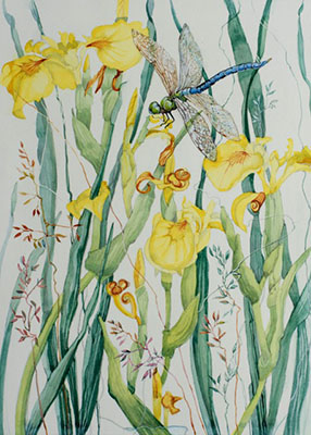 Yr Ymerawdwr (dyfrliw)