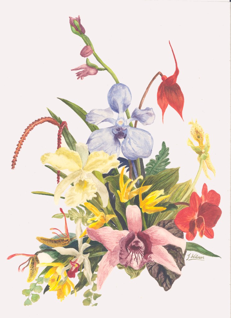 Orchids